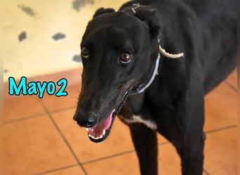 Mayo2 02/2023 (ESP) - gelassener und außergewöhnlich schöner Greyhound!