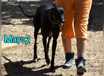 Mayo2 02/2023 (ESP) - gelassener und außergewöhnlich schöner Greyhound!