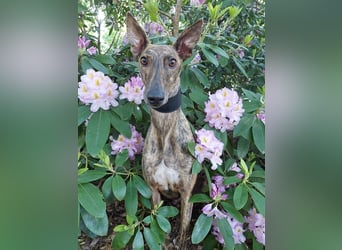 Greyhound zum Verlieben - in Berlin