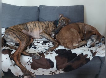 Greyhound zum Verlieben - in Berlin
