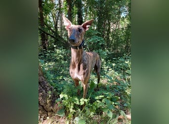 Greyhound zum Verlieben - in Berlin