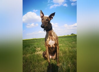 Greyhound zum Verlieben - in Berlin