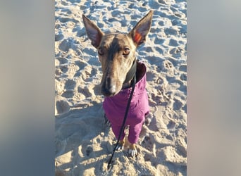 Greyhound zum Verlieben - in Berlin