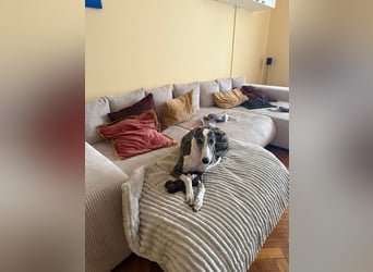 HYPATHIA - wartet in 13187 Berlin auf ihr liebevolles Zuhause