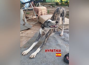 HYPATHIA - wartet in 13187 Berlin auf ihr liebevolles Zuhause