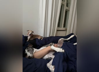 HYPATHIA - wartet in 13187 Berlin auf ihr liebevolles Zuhause