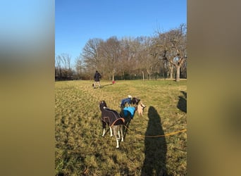 HYPATHIA - wartet in 13187 Berlin auf ihr liebevolles Zuhause