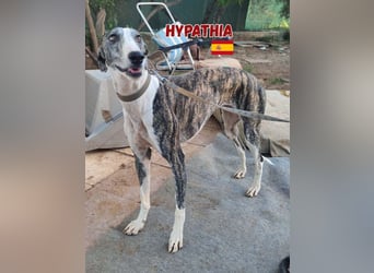 HYPATHIA - wartet in 13187 Berlin auf ihr liebevolles Zuhause