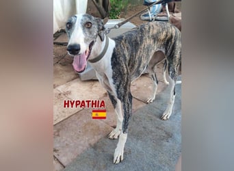 HYPATHIA - wartet in 13187 Berlin auf ihr liebevolles Zuhause