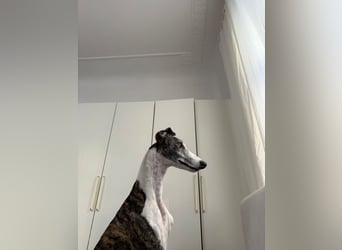 HYPATHIA - wartet in 13187 Berlin auf ihr liebevolles Zuhause