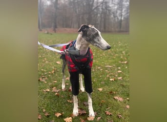 HYPATHIA - wartet in 13187 Berlin auf ihr liebevolles Zuhause