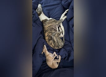 HYPATHIA - wartet in 13187 Berlin auf ihr liebevolles Zuhause