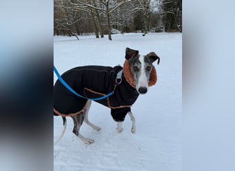 HYPATHIA - wartet in 13187 Berlin auf ihr liebevolles Zuhause