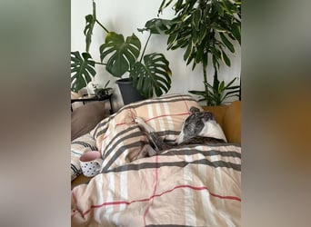 HYPATHIA - wartet in 13187 Berlin auf ihr liebevolles Zuhause