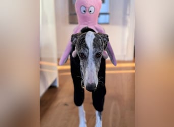 HYPATHIA - wartet in 13187 Berlin auf ihr liebevolles Zuhause