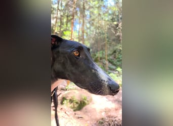 Ricky - befindet sich in einer Pflegestelle in 08112 Wilkau-Haßlau