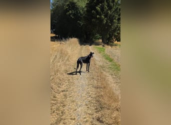Ricky - befindet sich in einer Pflegestelle in 08112 Wilkau-Haßlau