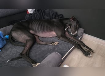 Ricky - befindet sich in einer Pflegestelle in 08112 Wilkau-Haßlau