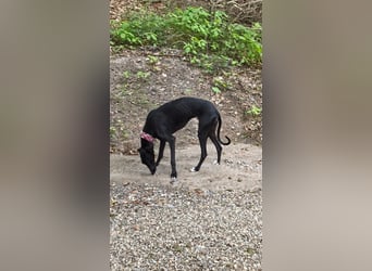 Ricky - befindet sich in einer Pflegestelle in 08112 Wilkau-Haßlau