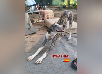 Hyphatia,06/22,freundliches Greyhoundmädel sucht ihrew Familie