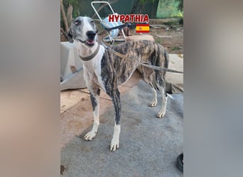 Hyphatia,06/22,freundliches Greyhoundmädel sucht ihrew Familie