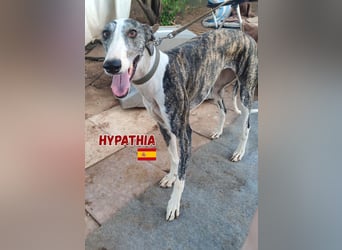Hyphatia,06/22,freundliches Greyhoundmädel sucht ihrew Familie
