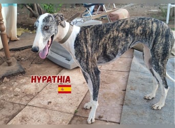 Hyphatia,06/22,freundliches Greyhoundmädel sucht ihrew Familie