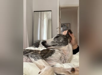 Hypathia - kontaktfreudig und freundlich