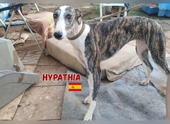 Hyphatia,06/22,freundliches Greyhoundmädel sucht ihrew Familie