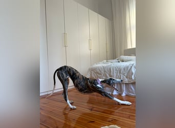 Hypathia - kontaktfreudig und freundlich