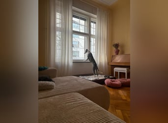 Hypathia - kontaktfreudig und freundlich