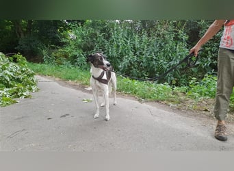 Chiquita, die hübsche braucht unbedingt einen ruhigen Platz