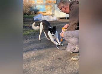 Chiquita, die hübsche braucht unbedingt einen ruhigen Platz