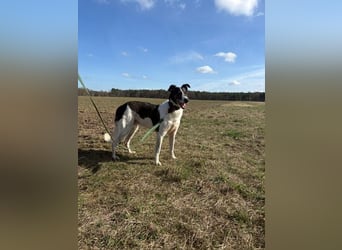Chiquita, freut sich  auf der Pflegestelle über Besuch