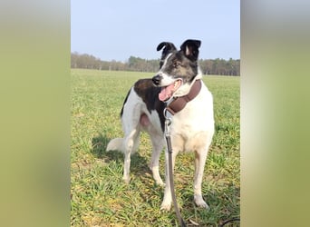 Chiquita, die hübsche braucht unbedingt einen ruhigen Platz