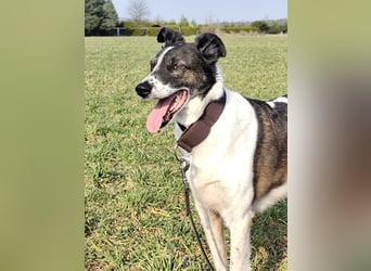 Chiquita, die hübsche braucht unbedingt einen ruhigen Platz