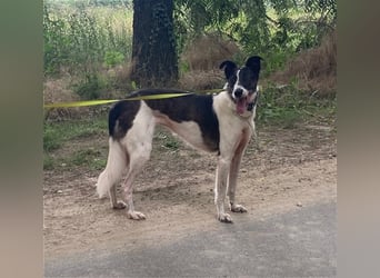 Chiquita, die hübsche braucht unbedingt einen ruhigen Platz