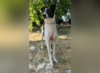 Chiquita, die hübsche braucht unbedingt einen ruhigen Platz