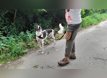 Chiquita, die hübsche braucht unbedingt einen ruhigen Platz