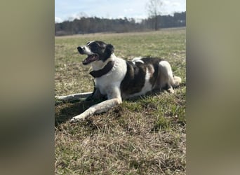 Chiquita, freut sich  auf der Pflegestelle über Besuch