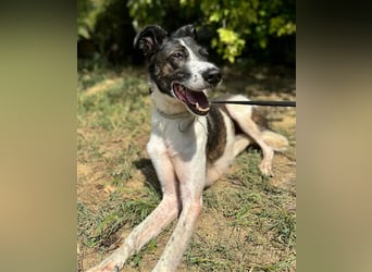 Chiquita, die hübsche braucht unbedingt einen ruhigen Platz