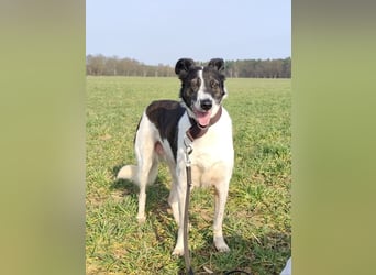 Chiquita, die hübsche braucht unbedingt einen ruhigen Platz