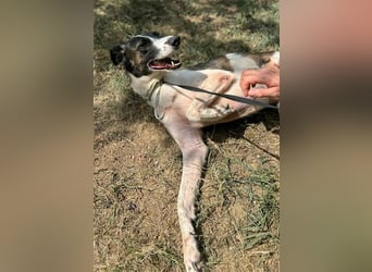 Chiquita, die hübsche braucht unbedingt einen ruhigen Platz