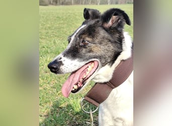 Chiquita, die hübsche braucht unbedingt einen ruhigen Platz