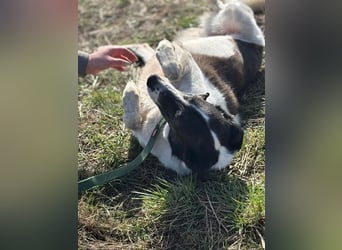 Chiquita, freut sich  auf der Pflegestelle über Besuch