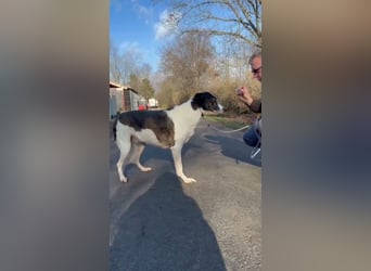 Chiquita, die hübsche braucht unbedingt einen ruhigen Platz