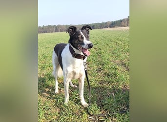 Chiquita, die hübsche braucht unbedingt einen ruhigen Platz