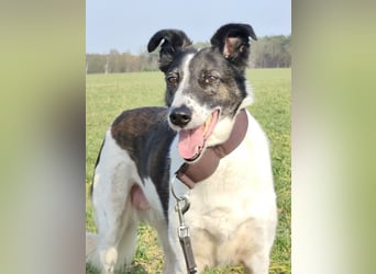 Chiquita, die hübsche braucht unbedingt einen ruhigen Platz