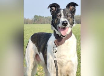 Chiquita, die hübsche braucht unbedingt einen ruhigen Platz