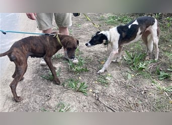 Chiquita, die hübsche braucht unbedingt einen ruhigen Platz